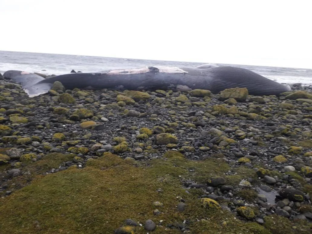 Cadáver de una gran ballena varada sobre una playa rocosa cubierta de musgo, con el mar al fondo.