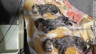 Tres cachorros de leopardo persa recién nacidos descansan sobre una manta colorida.