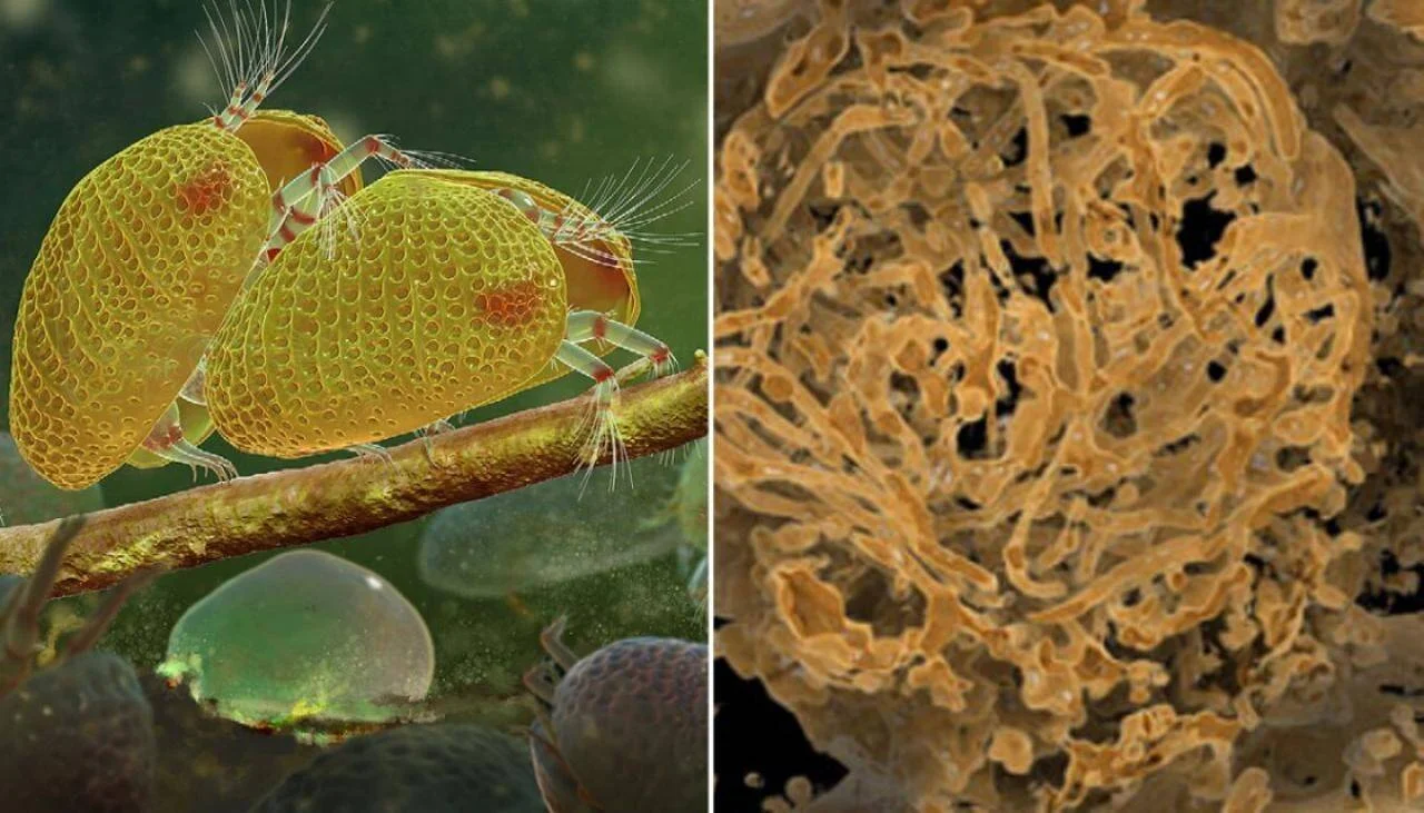 Dos imágenes al microscopio electrónico: ácaros amarillos con textura reticulada sobre una rama y una estructura biológica porosa de color ocre.