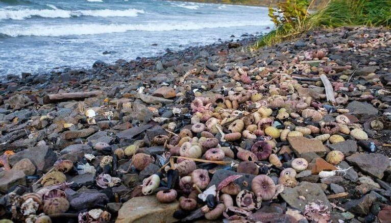 Cientos de erizos de mar muertos y otros organismos marinos varados sobre una playa rocosa junto al oleaje.