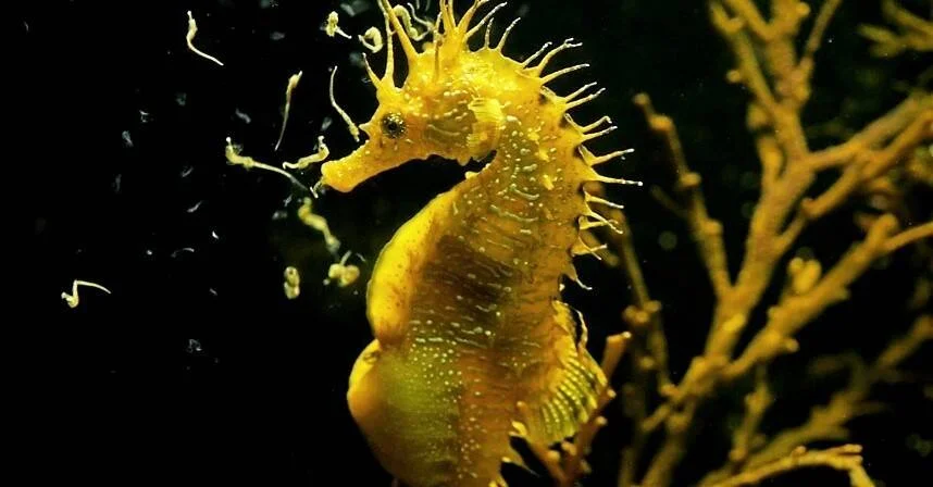 Caballito de mar de color amarillo intenso flota junto a una rama de coral en aguas oscuras.