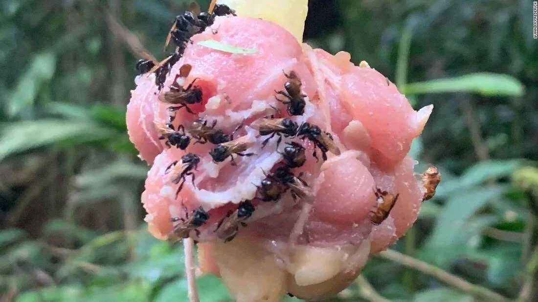 Numerosas abejas negras se alimentan de tejido cárnico rosado sobre una fruta en entorno selvático.