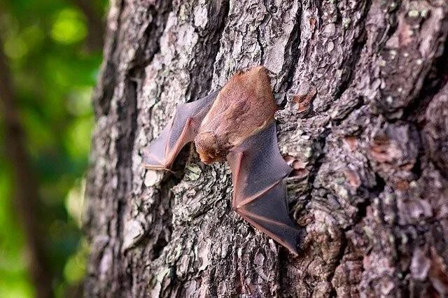 Murciélago marrón descansando sobre la corteza rugosa de un árbol rodeado de vegetación verde.