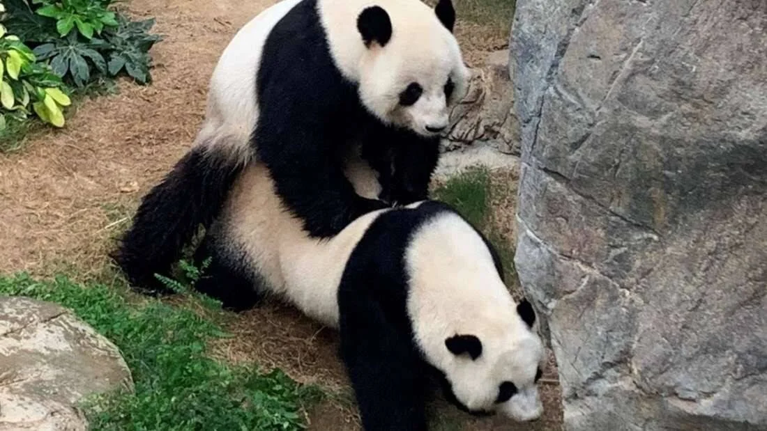 Dos pandas gigantes se aparean en el recinto de un zoológico, junto a rocas y vegetación.