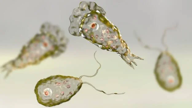 Ilustración microscópica de varios protistas unicelulares con flagelos y estructuras internas visibles.
