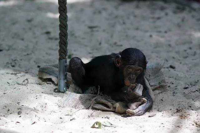 Cría de chimpancé recostada en la arena, sujetando un trozo de tela junto a una cuerda.