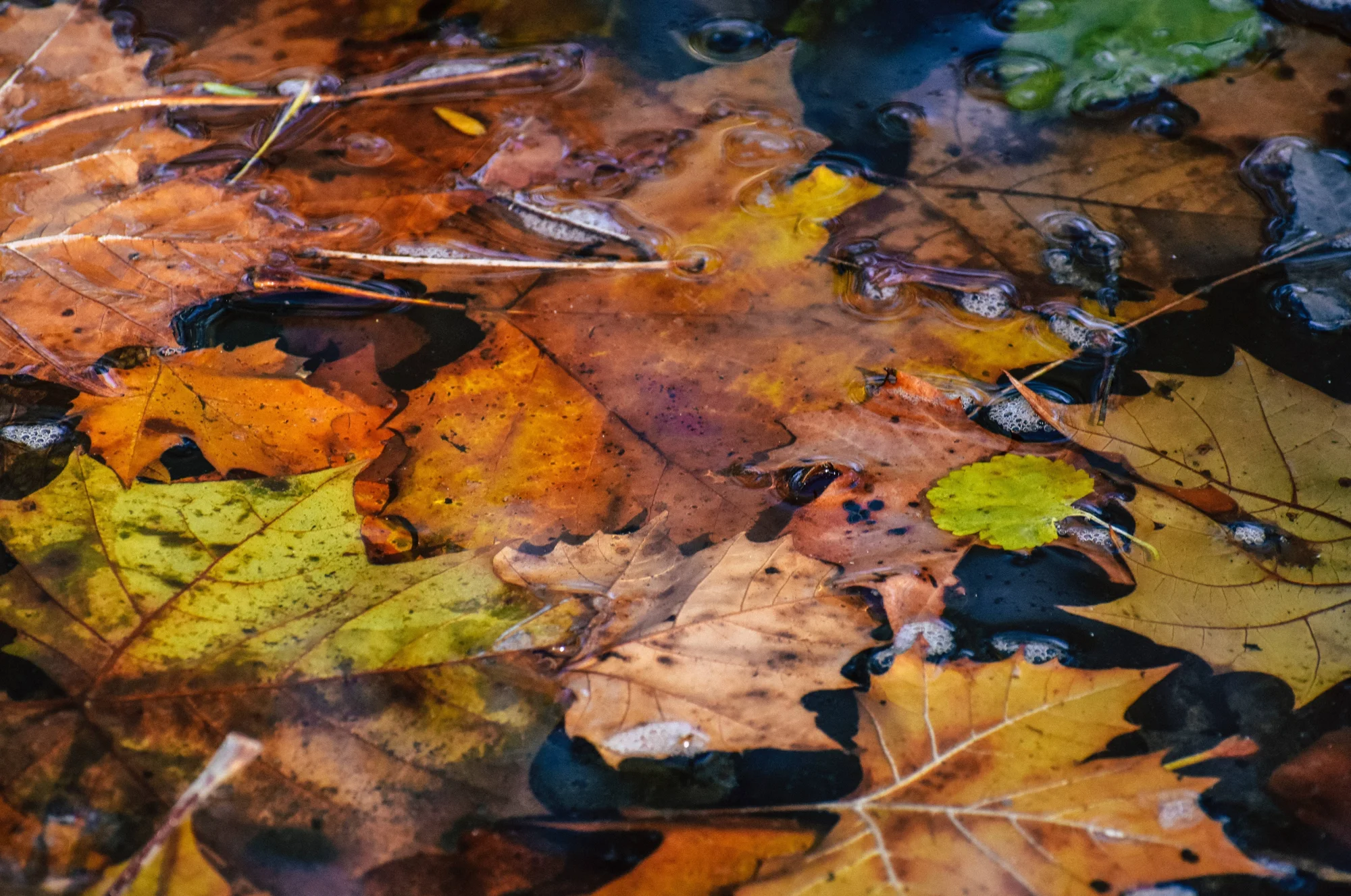 Hojas caídas de otoño en tonos naranja, amarillo y marrón flotando sobre una superficie de agua.