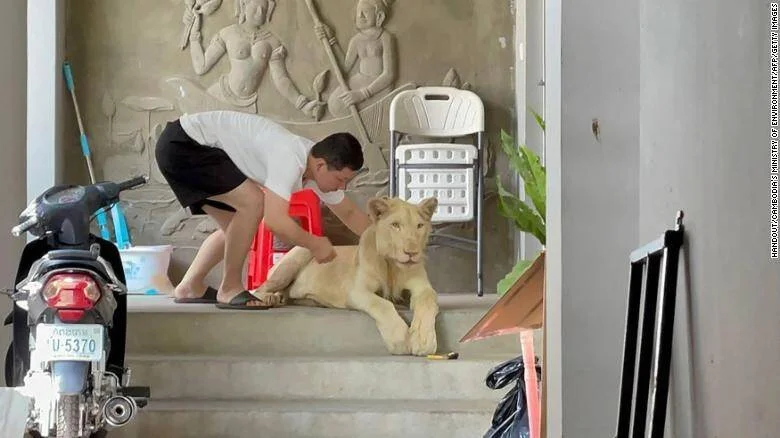 Un hombre toca a un joven león tumbado en las escaleras de un edificio junto a una motocicleta.