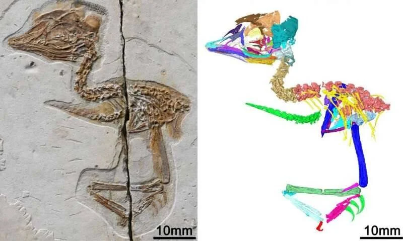 Fósil de ave del Cretácico preservado en roca junto a su reconstrucción esquelética digital con huesos coloreados por regiones.