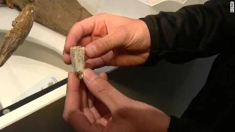 Una persona sostiene con ambas manos un pequeño fragmento de hueso o fósil frente a una vitrina de museo.