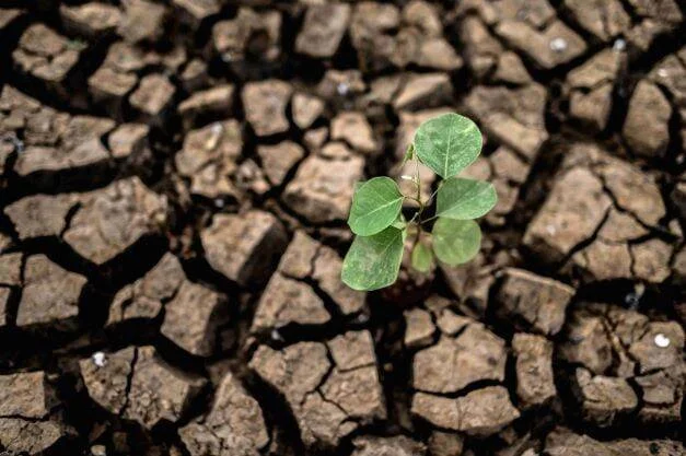 Una pequeña planta verde crece solitaria en medio de suelo árido y resquebrajado por la sequía.