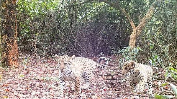 Dos cachorros de jaguar caminan entre la vegetación densa, captados por una cámara trampa en el monte.