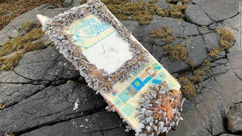 Tabla de surf desgastada y cubierta de percebes y percebes marinos, hallada sobre rocas costeras tras derivar por el océano.