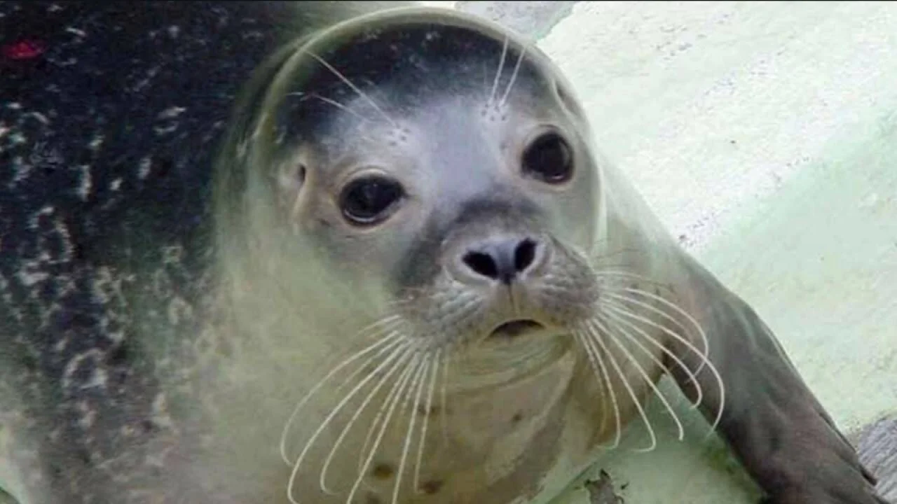 Foca con grandes ojos oscuros y bigotes largos mira directamente a la cámara en primer plano.
