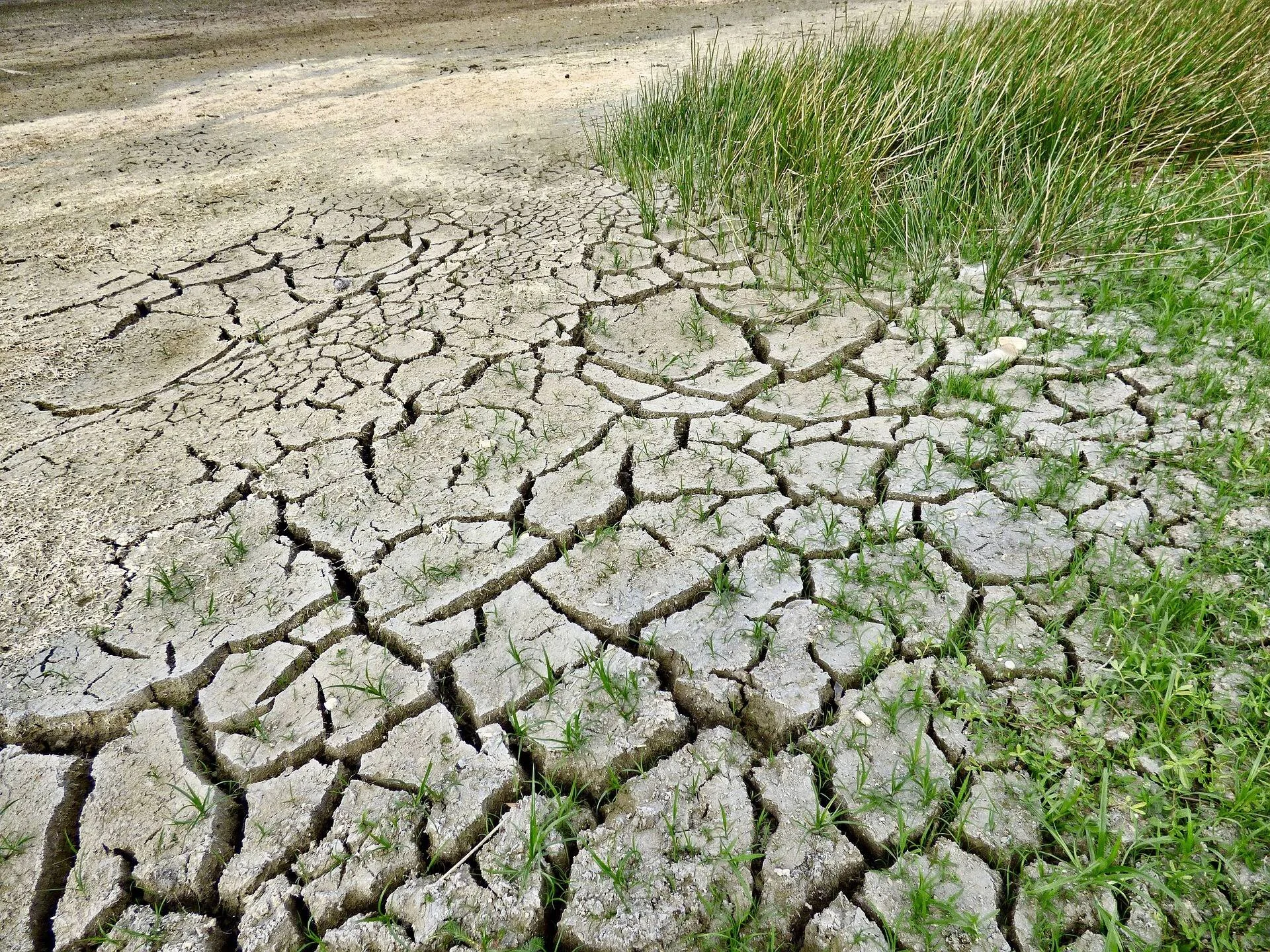 Tierra reseca y agrietada por la sequía, con brotes de hierba verde emergiendo entre las grietas del suelo.