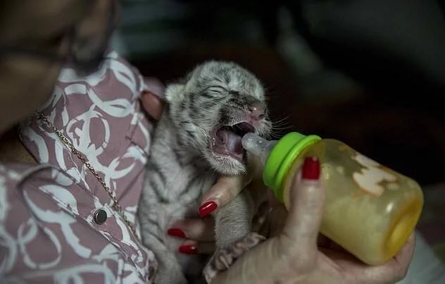 Una persona alimenta con biberón a un recién nacido cachorro de tigre blanco que abre la boca para mamar.