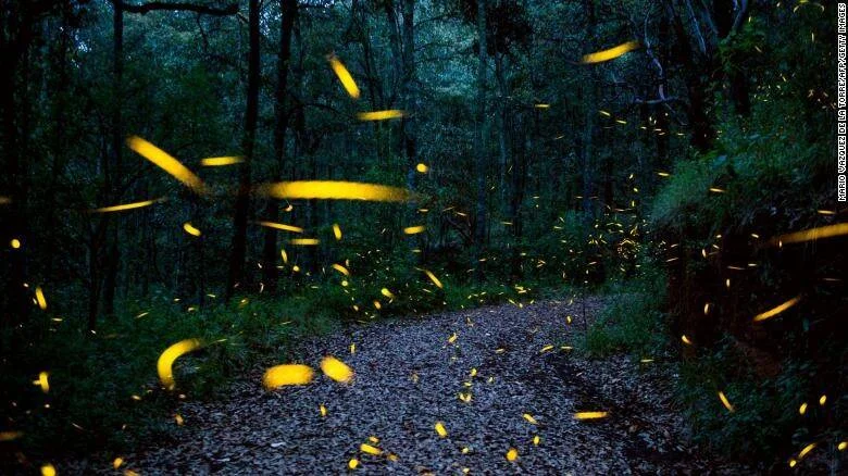 Decenas de luciérnagas con destellos amarillos iluminan un sendero entre árboles en un bosque oscuro.