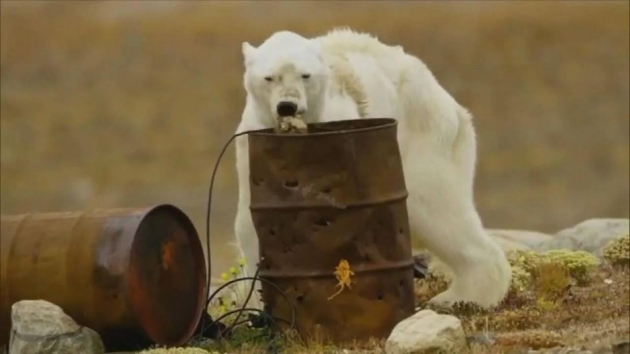 Oso polar extremadamente delgado hurga en un barril oxidado en busca de alimento, símbolo del impacto del cambio climático.