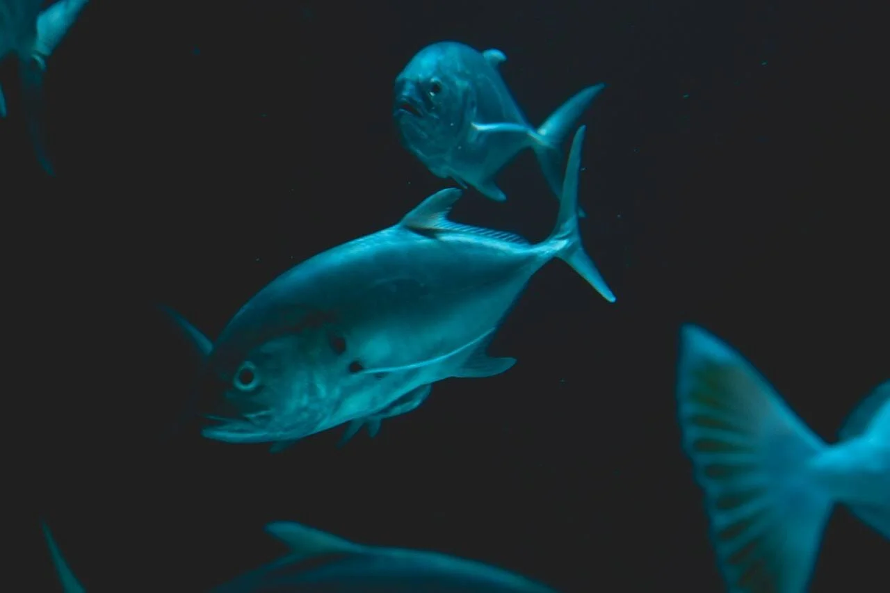 Varios peces plateados de cuerpo ovalado nadan en aguas profundas oscuras iluminados con luz azulada.