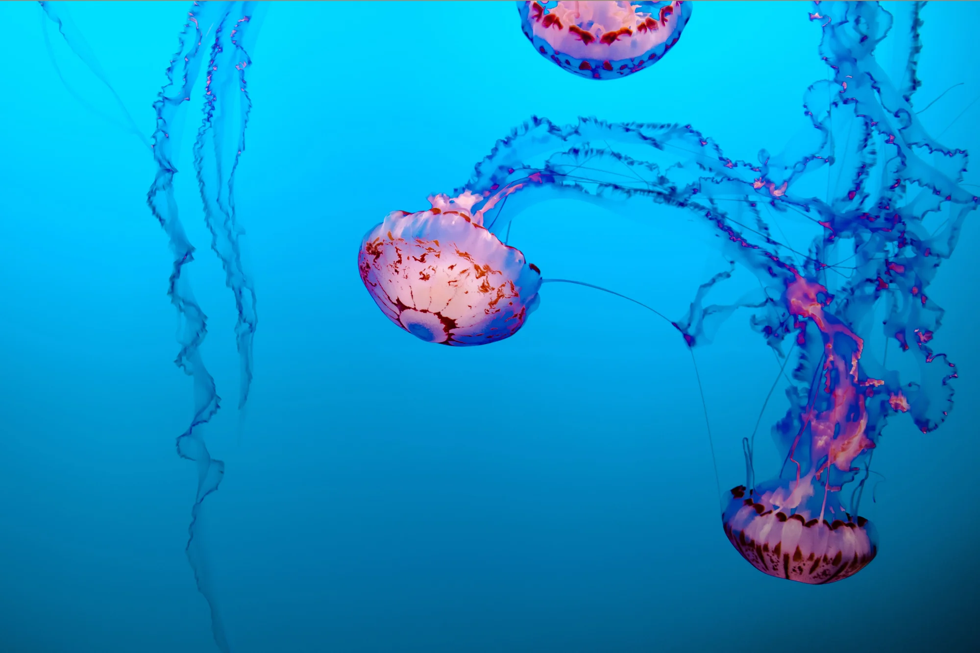 Tres medusas con campanillas rosadas y tentáculos ondulantes flotan en aguas de color azul turquesa.