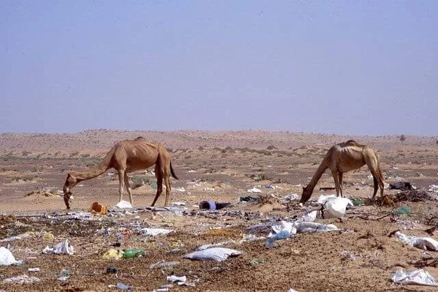 Dos camellos buscan alimento entre residuos plásticos dispersos en un paisaje desértico árido.