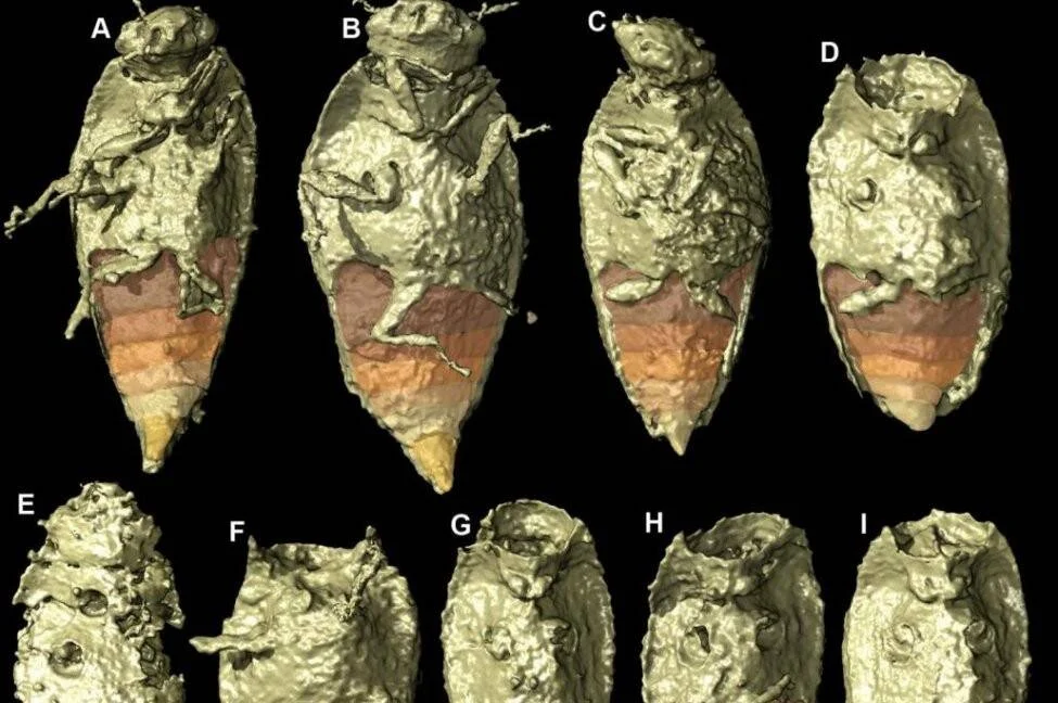 Nueve vistas de reconstrucción tomográfica 3D de un insecto fósil preservado en ámbar, mostrando diferentes ángulos de su morfología exterior e interior.