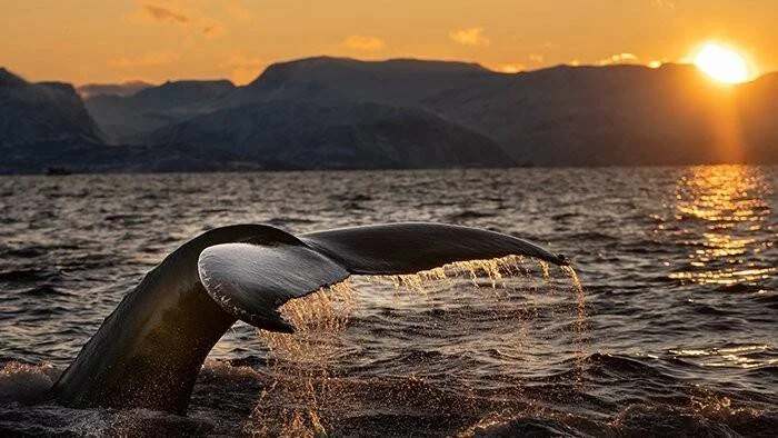 La aleta caudal de una ballena emerge del mar al atardecer, con montañas y sol dorado de fondo.