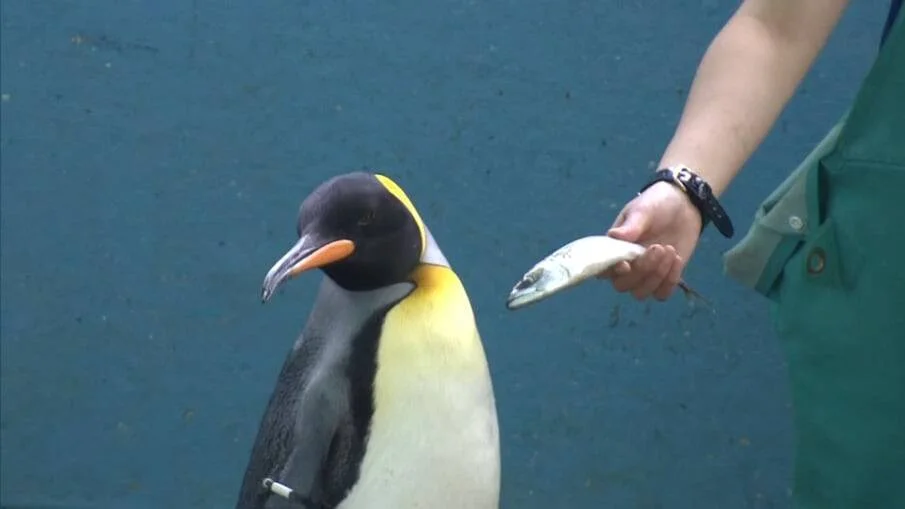 Un cuidador ofrece un pescado a un pingüino rey durante su alimentación en cautiverio.