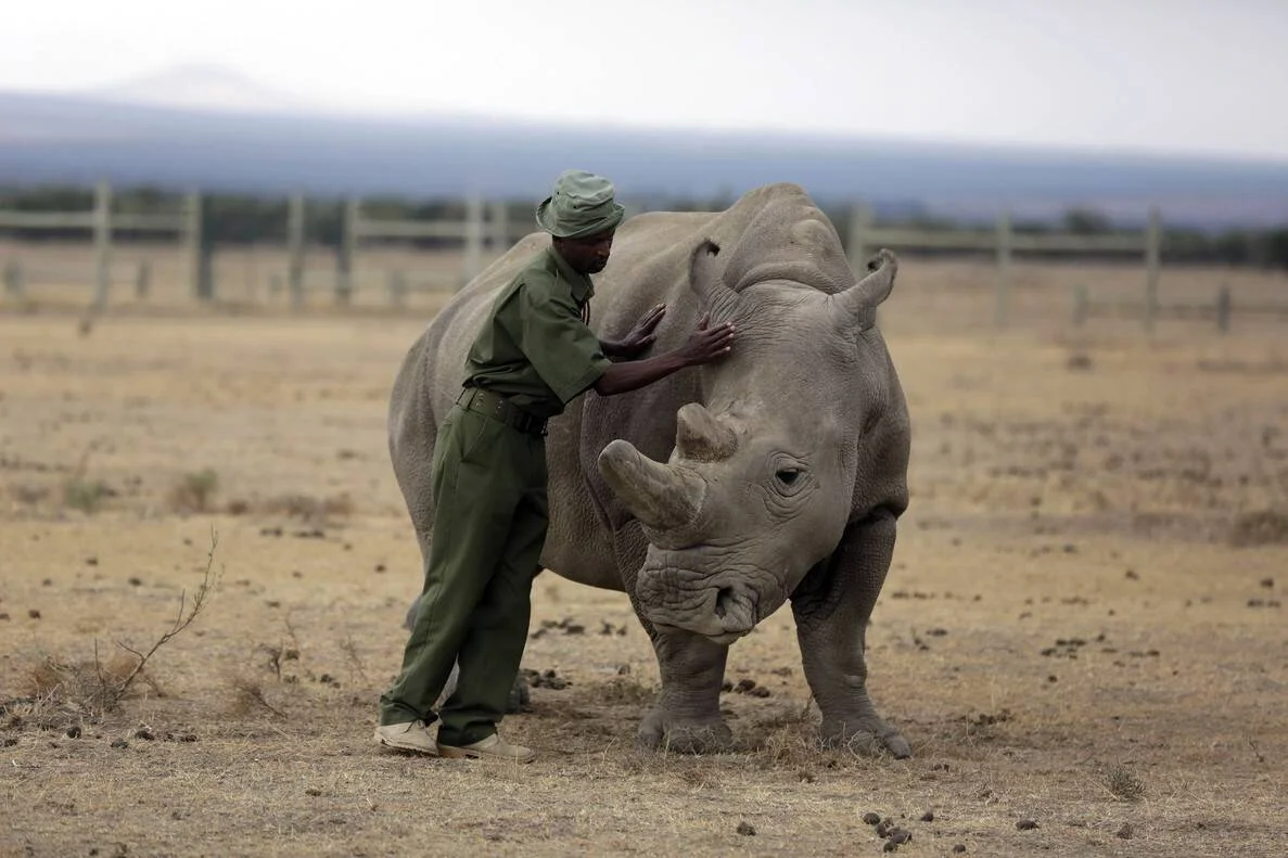 Un guardabosques uniformado de verde acaricia a un rinoceronte blanco en una llanura árida africana.