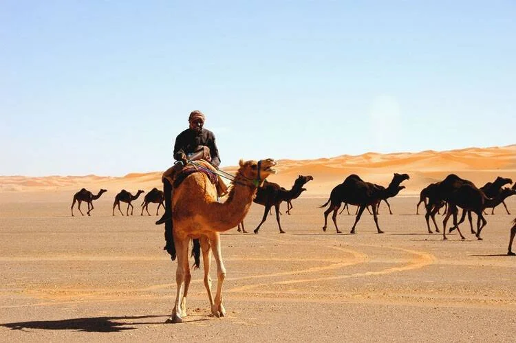 Hombre montado en un camello lidera una caravana de dromedarios a través de un vasto desierto de arena bajo cielo despejado.