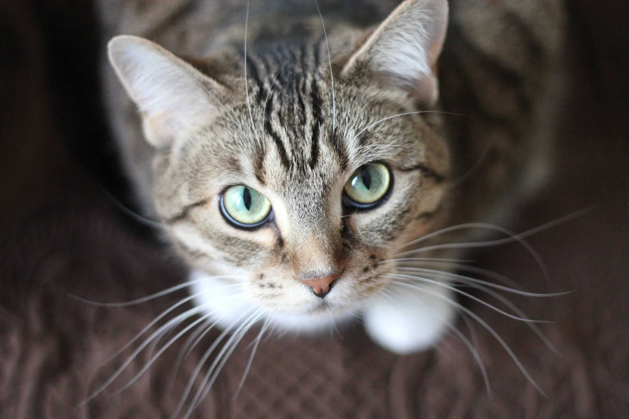 Primer plano de un gato atigrado de pelaje gris con rayas oscuras y ojos verdes intensos mirando directamente a la cámara.