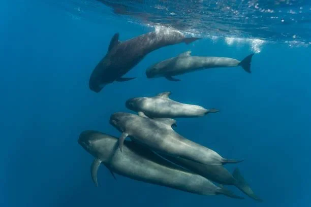 Manada de ballenas piloto nadando juntas bajo la superficie del océano en aguas azules profundas.