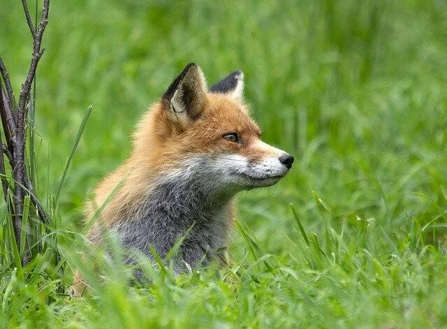 Un zorro rojo joven observa atento entre la hierba verde, con su pelaje naranja y gris bien definido.