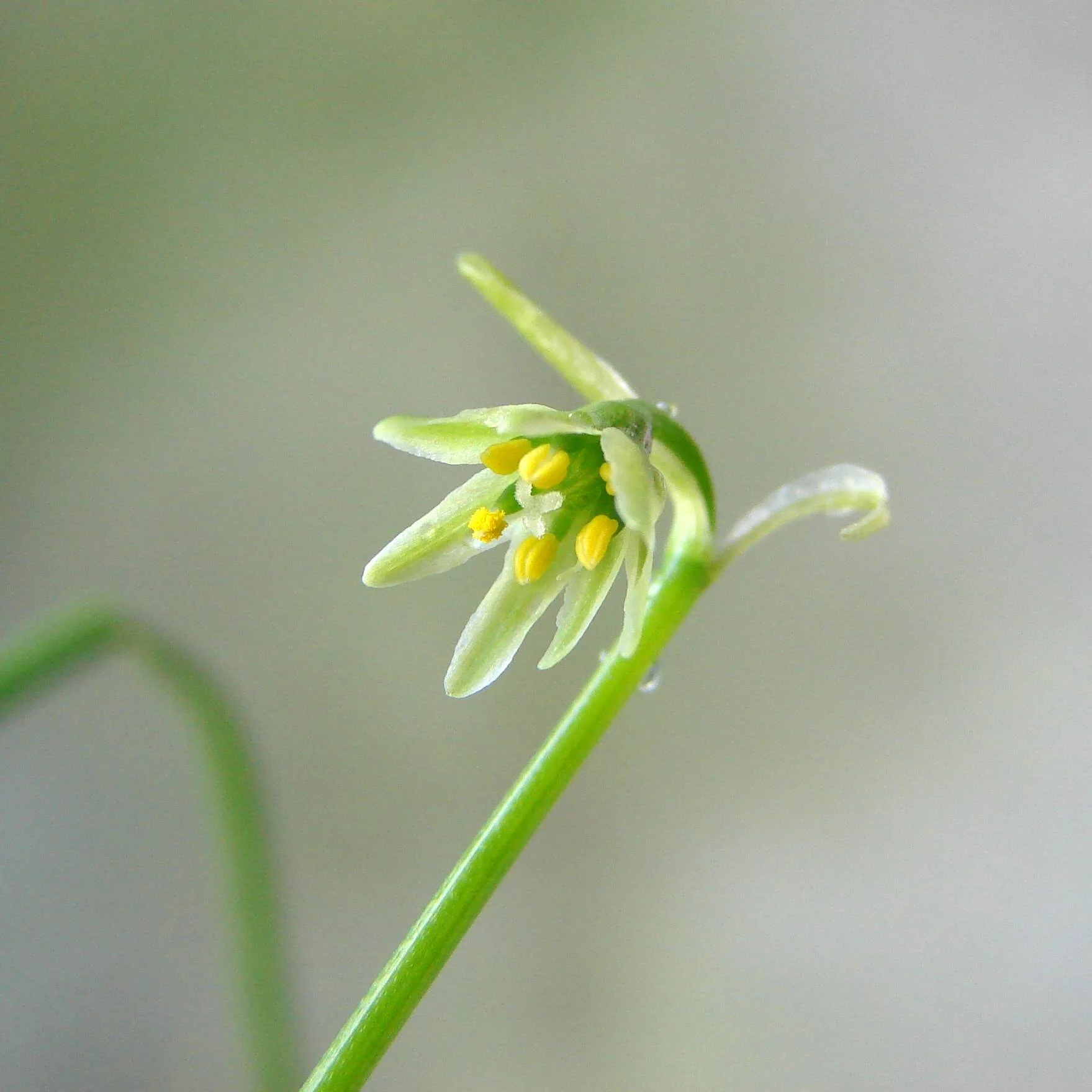 Pequeña flor de pétalos blanquecinos y estambres amarillos sobre tallo verde delgado, con fondo desenfocado.