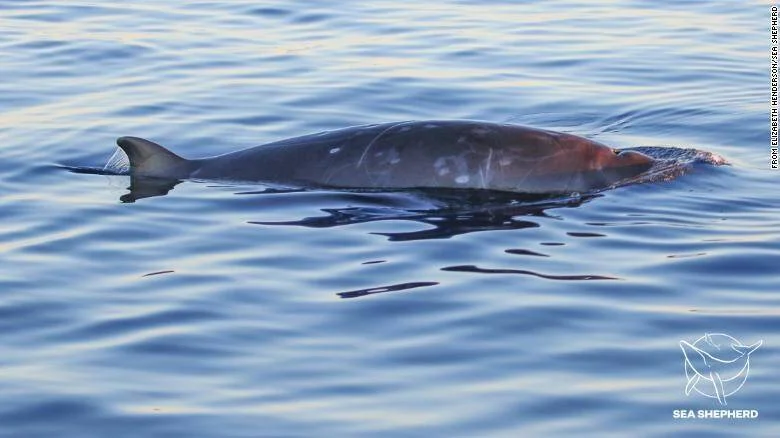 Ballena picuda nada cerca de la superficie del mar, con marcas visibles en su lomo, fotografiada por Sea Shepherd.