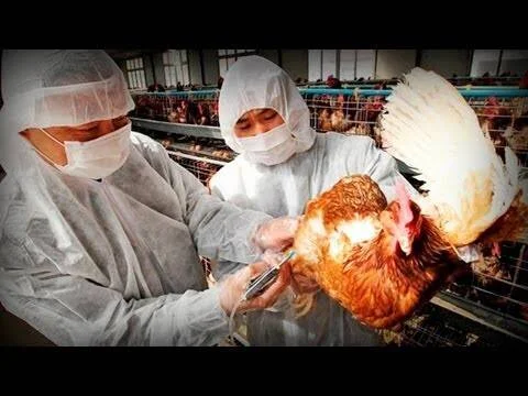 Dos trabajadores con traje protector y mascarilla examinan una gallina en una granja avícola industrial.