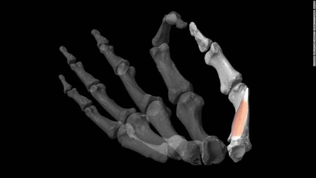 Modelo 3D de los huesos de una mano de homínido con un hueso del pulgar resaltado en color para indicar un hallazgo anatómico específico.
