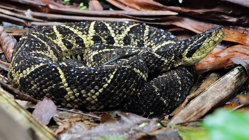 Serpiente de coloración negra con manchas amarillas enroscada sobre hojarasca seca en el suelo del bosque.
