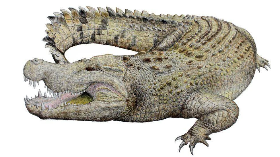 Ilustración de dos cocodrilos superpuestos mostrando diferencias de tamaño y morfología entre especies.