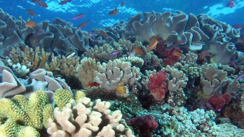Colorido arrecife de coral con diversas especies de corales y pequeños peces tropicales nadando entre ellos.