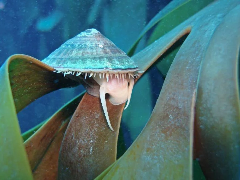 Caracol marino de concha cónica muestra su rádula con dientes y tentáculos entre hojas de alga kelp bajo el agua.