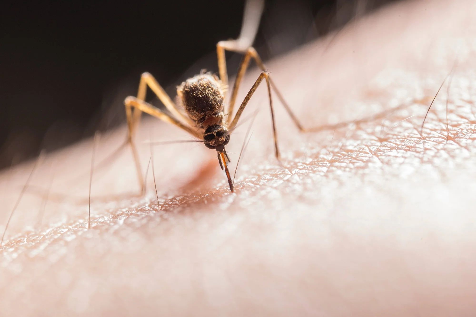 Mosquito clava su trompa en la piel de una persona en una fotografía macro detallada.