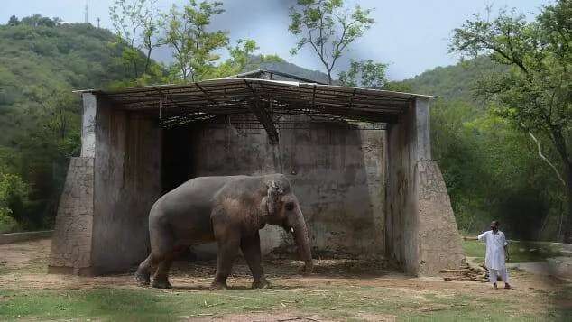 Un elefante sale de un deteriorado cobertizo de concreto mientras un cuidador lo observa desde un lado, rodeado de vegetación verde.