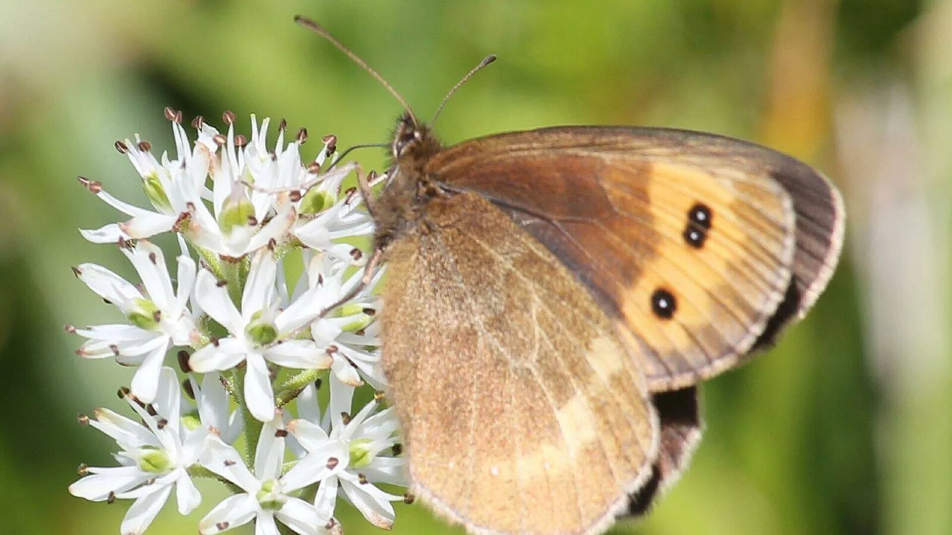 Mariposa parda con manchas anaranjadas y ocelos negros posada sobre una flor blanca en un entorno verde.
