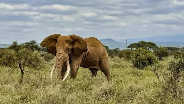 Elefante africano de grandes colmillos camina entre la vegetación de la sabana bajo un cielo nublado.