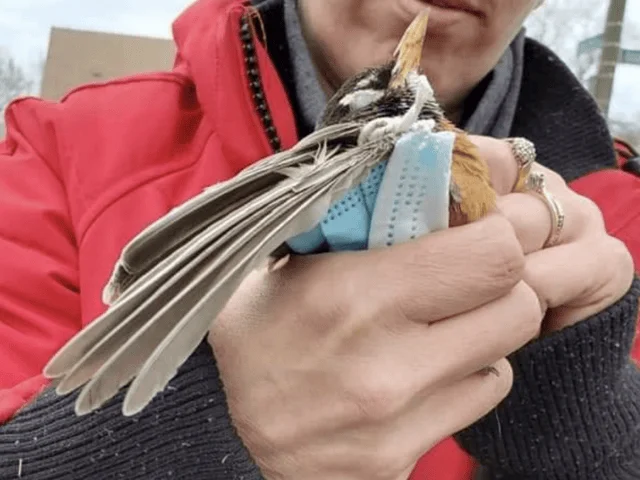 Manos sosteniendo un pájaro pequeño que tiene un vendaje azul en el cuerpo, posiblemente en proceso de rescate o rehabilitación.