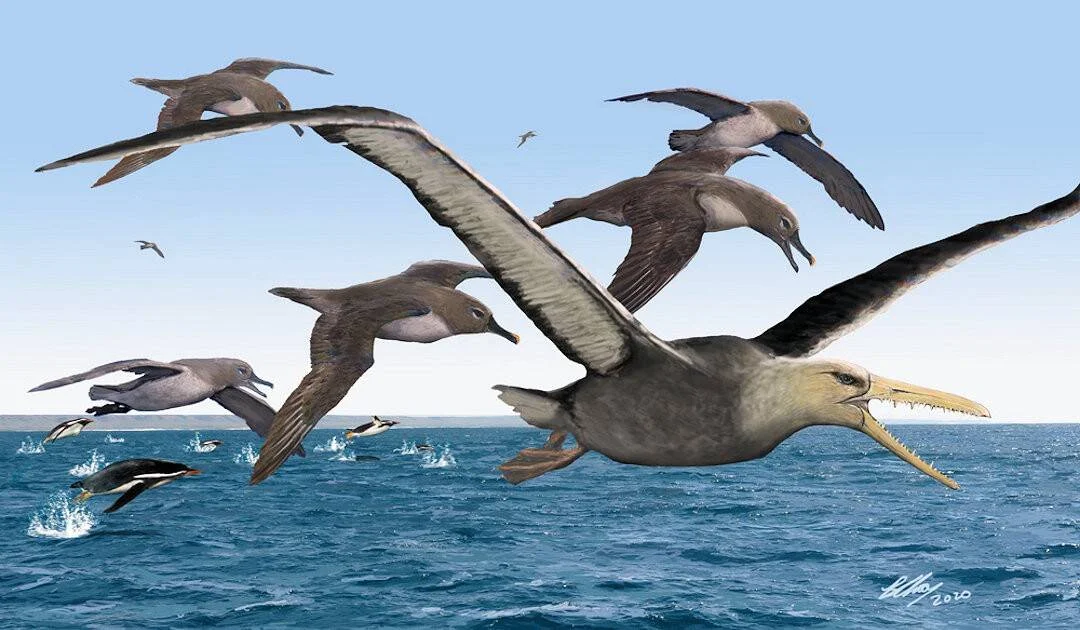 Reconstrucción artística de aves marinas prehistóricas con dientes volando sobre el océano junto a pingüinos ancestrales.