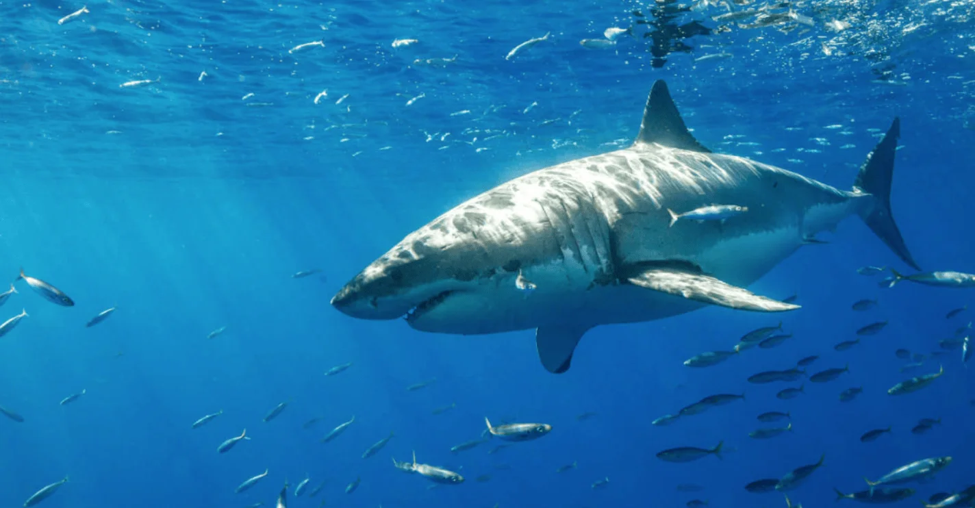 Gran tiburón blanco nada cerca de la superficie del océano rodeado de pequeños peces en aguas azules.