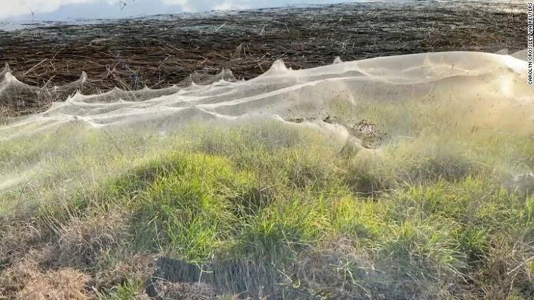 Extensas telarañas de araña cubren completamente un campo de pastizales verdes, formando una capa blanca y densa sobre la vegetación.