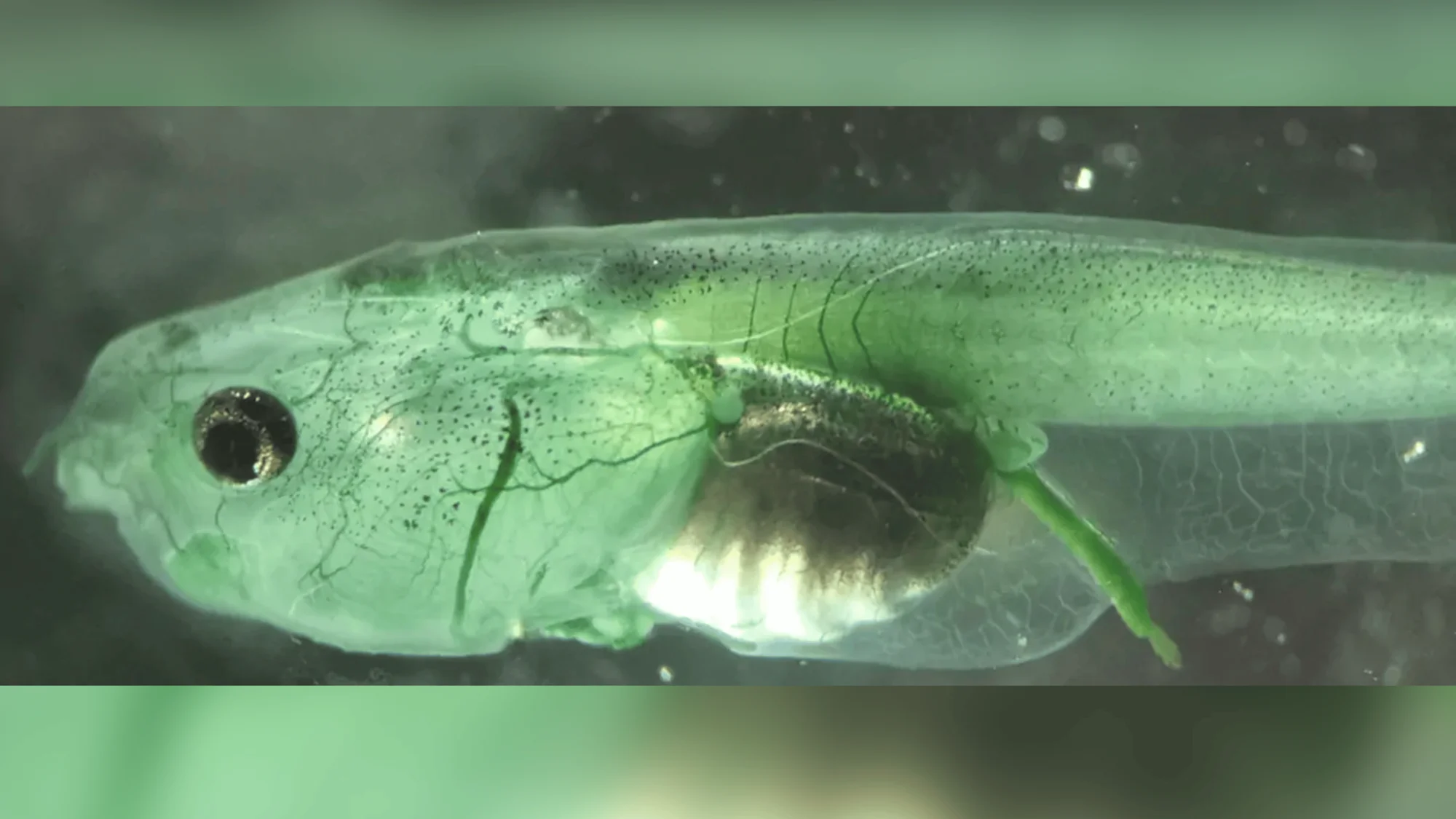 Primer plano de una larva de anguila casi transparente con venas y órganos internos visibles a través de su cuerpo translúcido.